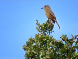 Santa Marta Bush-Tyrant